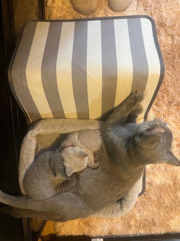 British Shorthair kittens for sale in Heathrow, London – 5 weeks old - Image 3 of 5