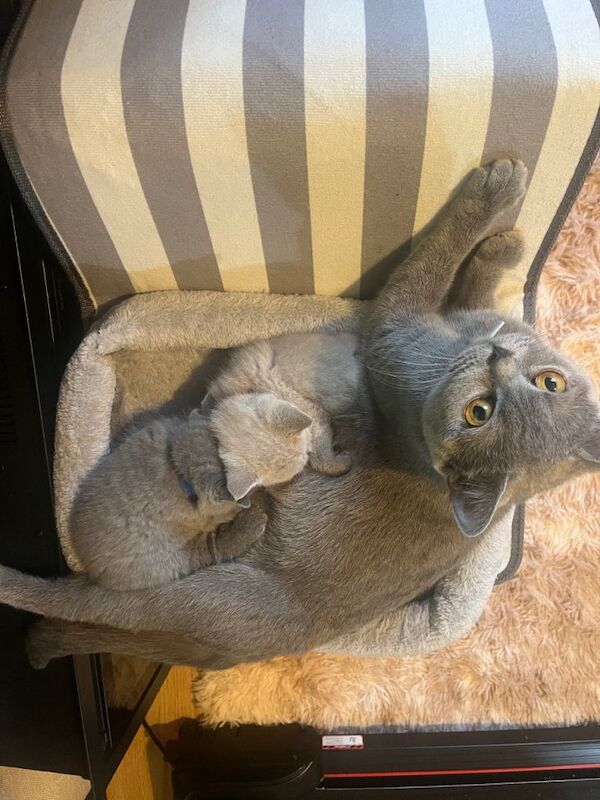 British Shorthair kittens for sale in Heathrow, London – 5 weeks old - Image 4 of 5