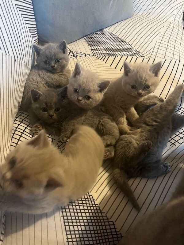 British Shorthair kittens for sale in Heathrow, London – 5 weeks old - Image 5 of 5