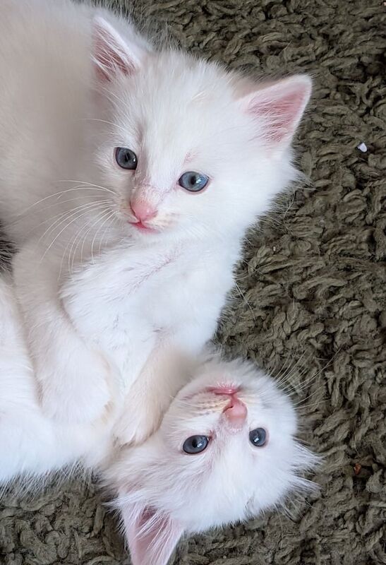 British Shorthair kittens for sale in Telford, Shropshire – 7 weeks old