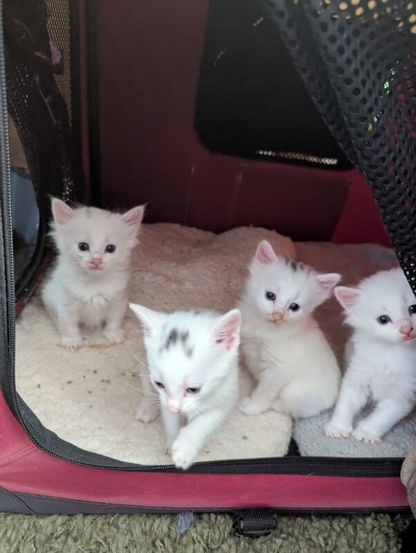 British Shorthair kittens for sale in Telford, Shropshire – 7 weeks old - Image 2 of 3