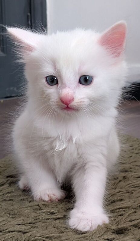 British Shorthair kittens for sale in Telford, Shropshire – 7 weeks old - Image 3 of 3