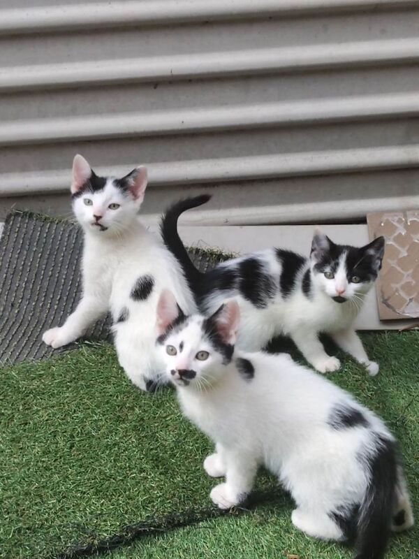 Beautiful Kittens Looking for Loving Homes