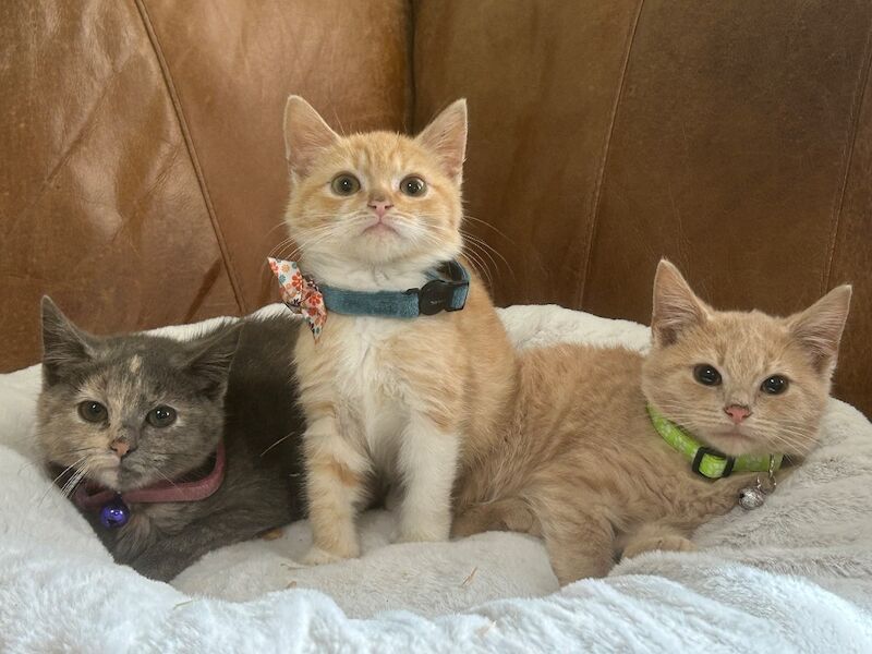 British Shorthair Kittens For Sale