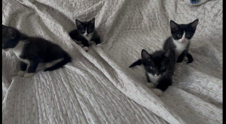 British Shorthair kittens for sale in Bow, Greater London – 8 weeks old