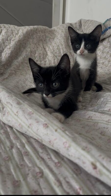 British Shorthair kittens for sale in Bow, Greater London – 8 weeks old - Image 2 of 3