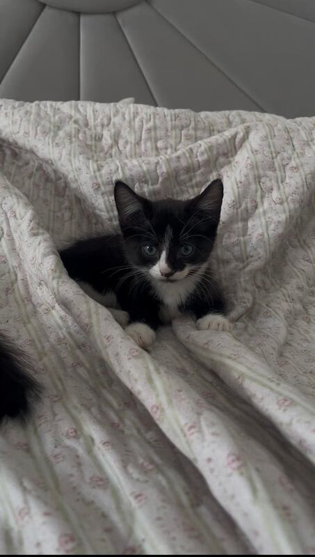 British Shorthair kittens for sale in Bow, Greater London – 8 weeks old - Image 3 of 3