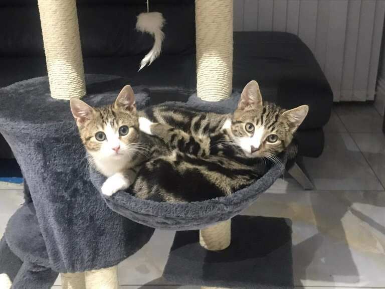 British Shorthair kittens for sale in Hodgehill, West Midlands – 4 months old