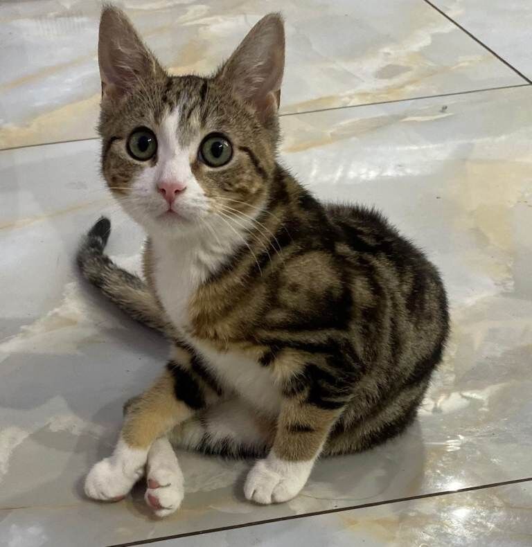 British Shorthair kittens for sale in Hodgehill, West Midlands – 4 months old - Image 2 of 5