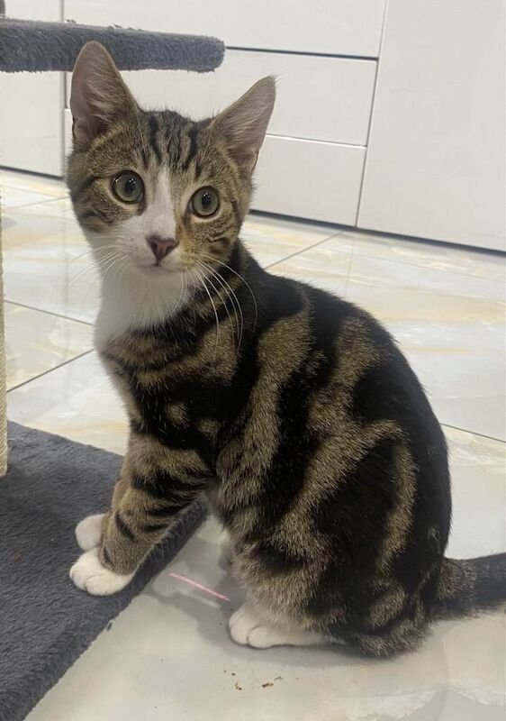 British Shorthair kittens for sale in Hodgehill, West Midlands – 4 months old - Image 4 of 5