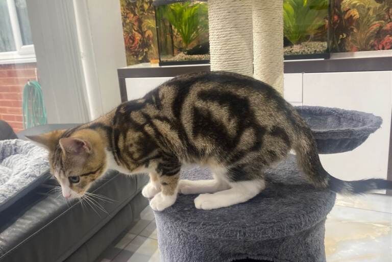 British Shorthair kittens for sale in Hodgehill, West Midlands – 4 months old - Image 5 of 5