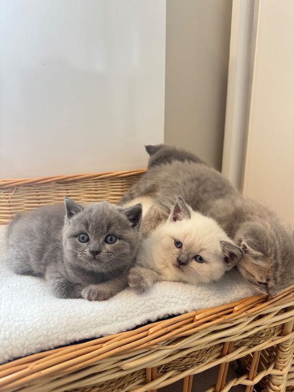 British Shorthair kittens for sale in Hackney, Greater London – 6 weeks old