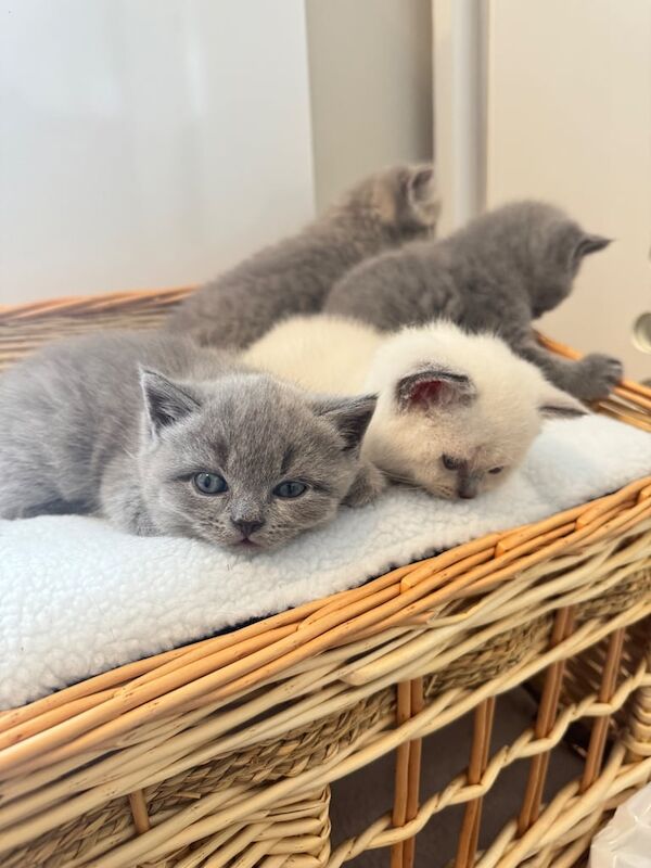 British Shorthair kittens for sale in Hackney, Greater London – 6 weeks old - Image 2 of 3