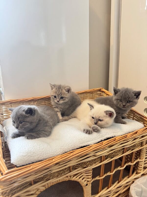 British Shorthair kittens for sale in Hackney, Greater London – 6 weeks old - Image 3 of 3