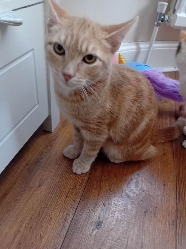 British Shorthair kittens for sale in Leicester, Leicestershire – 5 months old