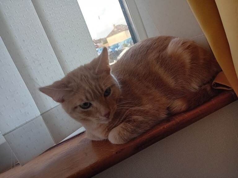 British Shorthair kittens for sale in Leicester, Leicestershire – 5 months old - Image 2 of 6