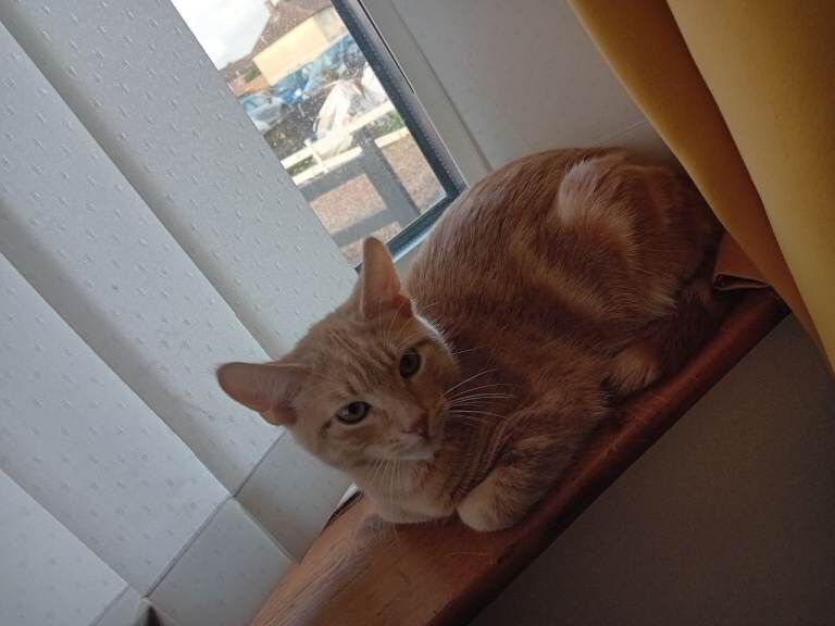 British Shorthair kittens for sale in Leicester, Leicestershire – 5 months old - Image 3 of 6