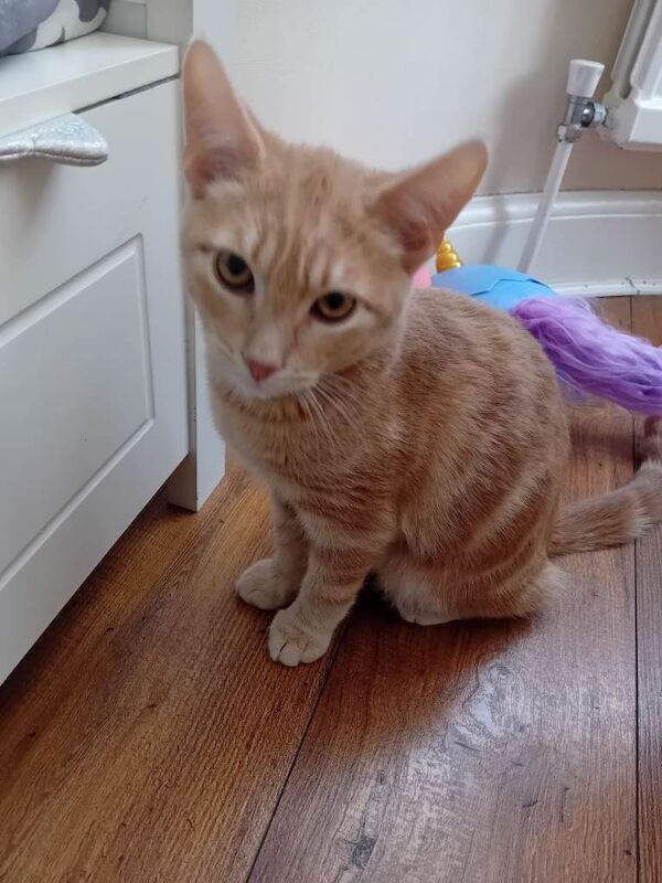 British Shorthair kittens for sale in Leicester, Leicestershire – 5 months old - Image 4 of 6