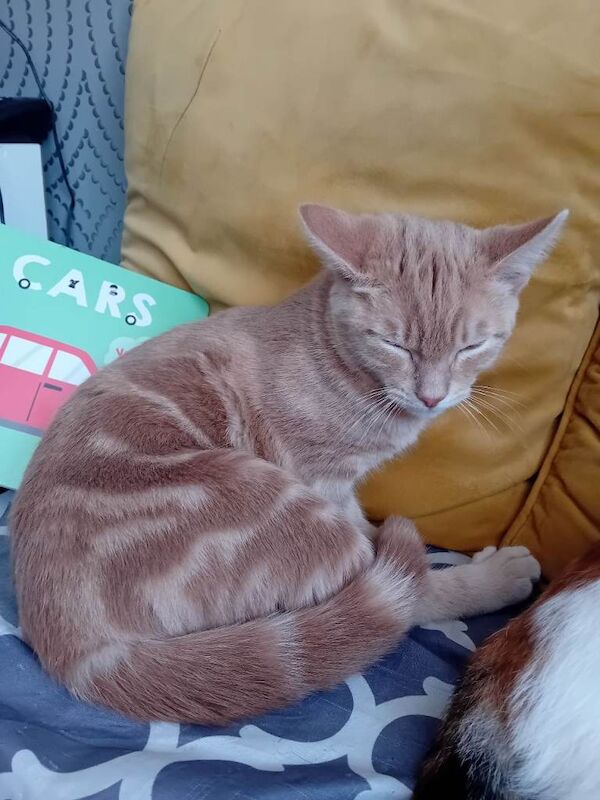 British Shorthair kittens for sale in Leicester, Leicestershire – 5 months old - Image 5 of 6