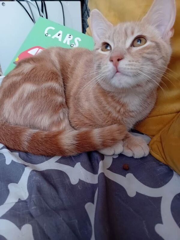 British Shorthair kittens for sale in Leicester, Leicestershire – 5 months old - Image 6 of 6