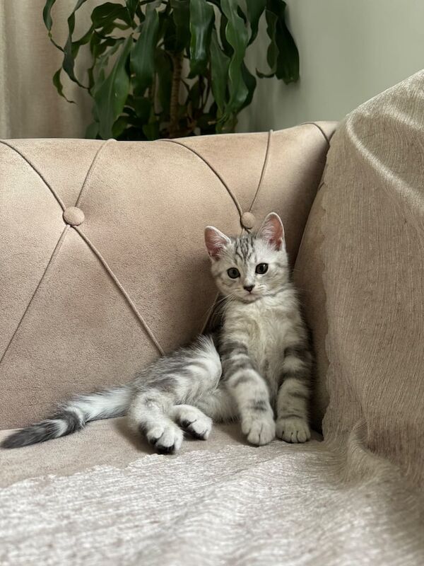 British Shorthair kittens for sale in Watford, Hertfordshire – 10 weeks old