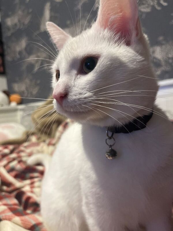 British Shorthair kittens for sale in Romsey, Hampshire – 6 months old