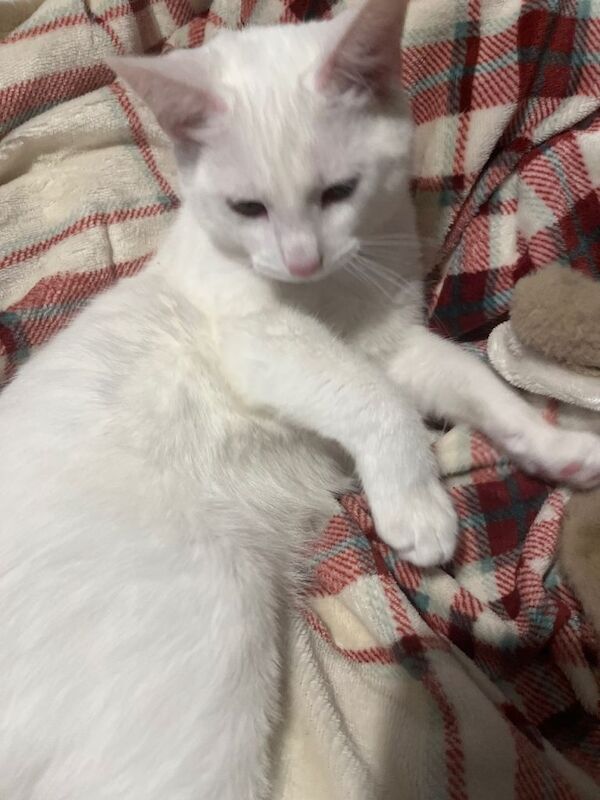 British Shorthair kittens for sale in Romsey, Hampshire – 6 months old - Image 2 of 4