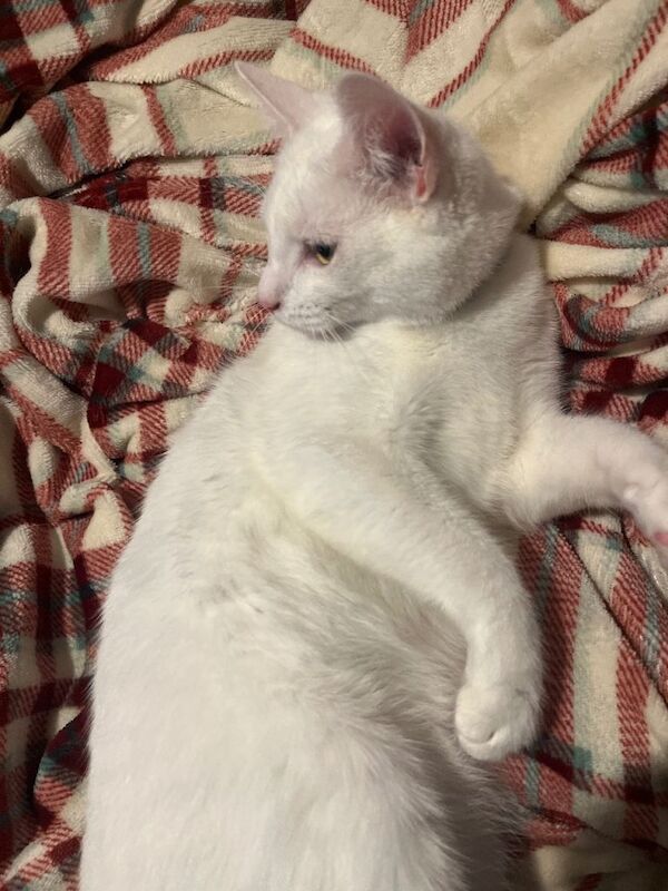 British Shorthair kittens for sale in Romsey, Hampshire – 6 months old - Image 3 of 4