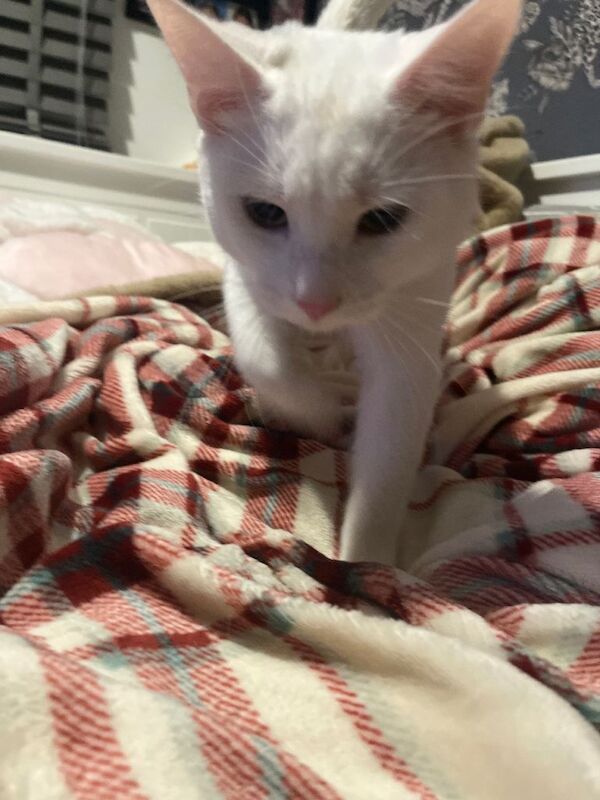 British Shorthair kittens for sale in Romsey, Hampshire – 6 months old - Image 4 of 4