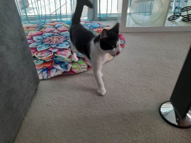 Beautiful Mia looking for new home