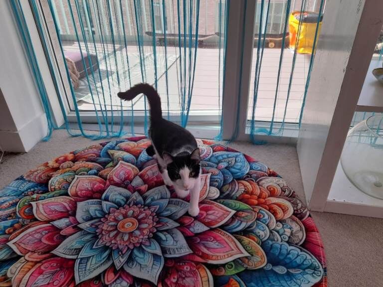 Beautiful Mia looking for new home - Image 2 of 4
