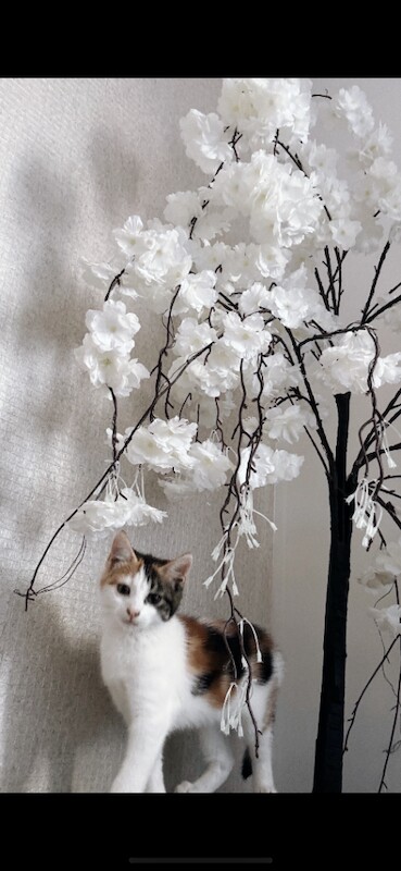 Beautiful mixed cat
