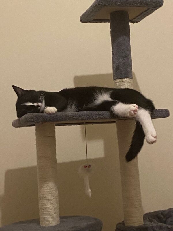 Beautiful one year old cat