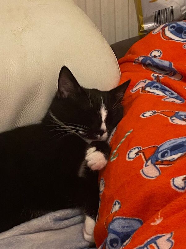 Beautiful one year old cat - Image 2 of 4