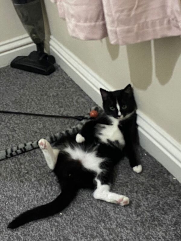 Beautiful one year old cat - Image 3 of 4
