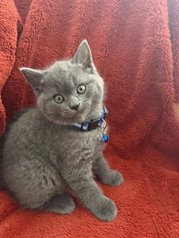 Beautiful Pedigree British Shorthair kittens for sale in Gravesend, Kent