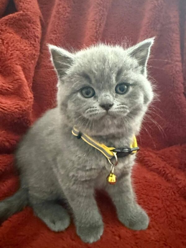 Beautiful Pedigree British Shorthair kittens for sale in Gravesend, Kent | Image 2