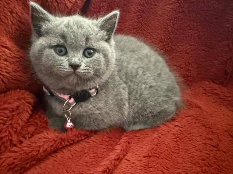 Beautiful Pedigree British Shorthair kittens for sale in Gravesend, Kent | Image 3