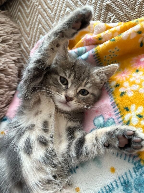 Beautiful playful female kitten for sale 🌸 for sale in Swansea / Abertawe, West Glamorgan
