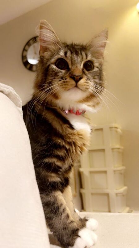 Beautiful princess Meela cat