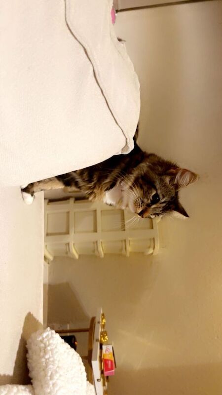 Beautiful princess Meela cat - Image 2 of 3