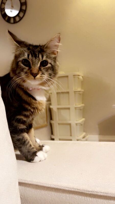 Beautiful princess Meela cat - Image 3 of 3