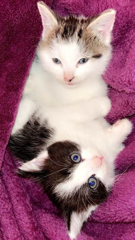 Beautiful Quarter Persian, short hair, half Tabby Kittens...