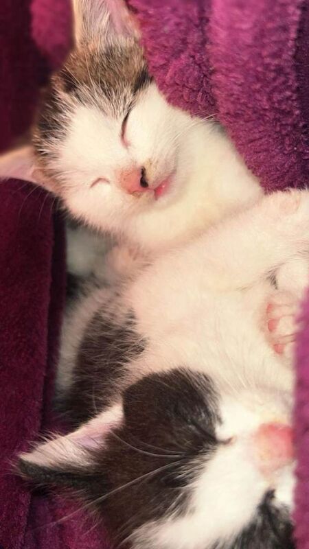 Beautiful Quarter Persian, short hair, half Tabby Kittens... - Image 2 of 5