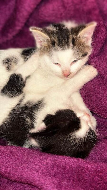 Beautiful Quarter Persian, short hair, half Tabby Kittens... - Image 3 of 5