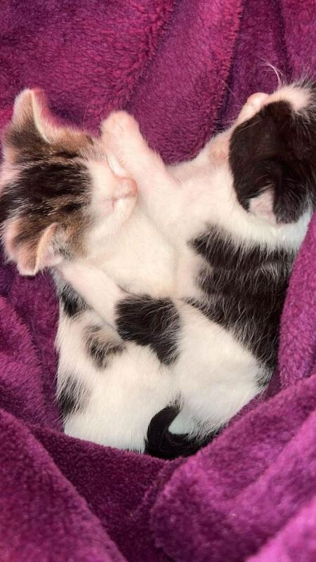 Beautiful Quarter Persian, short hair, half Tabby Kittens... - Image 4 of 5