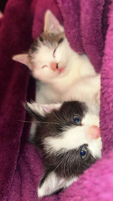 Beautiful Quarter Persian, short hair, half Tabby Kittens... - Image 5 of 5