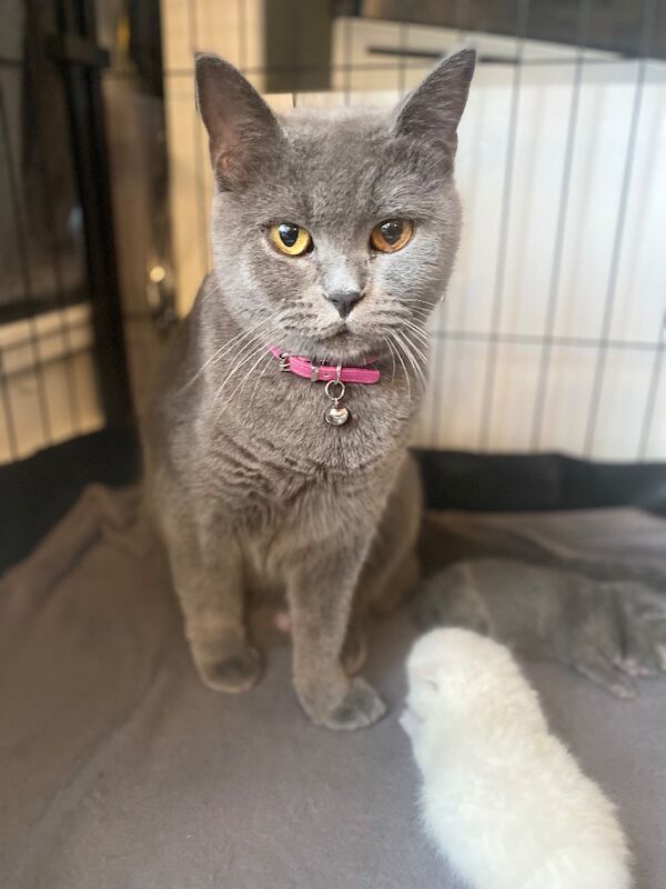 Beautiful scottish fold � british shorthair girls