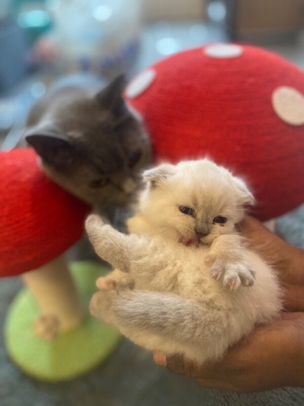 Beautiful scottish fold � british shorthair girls - Image 2 of 9