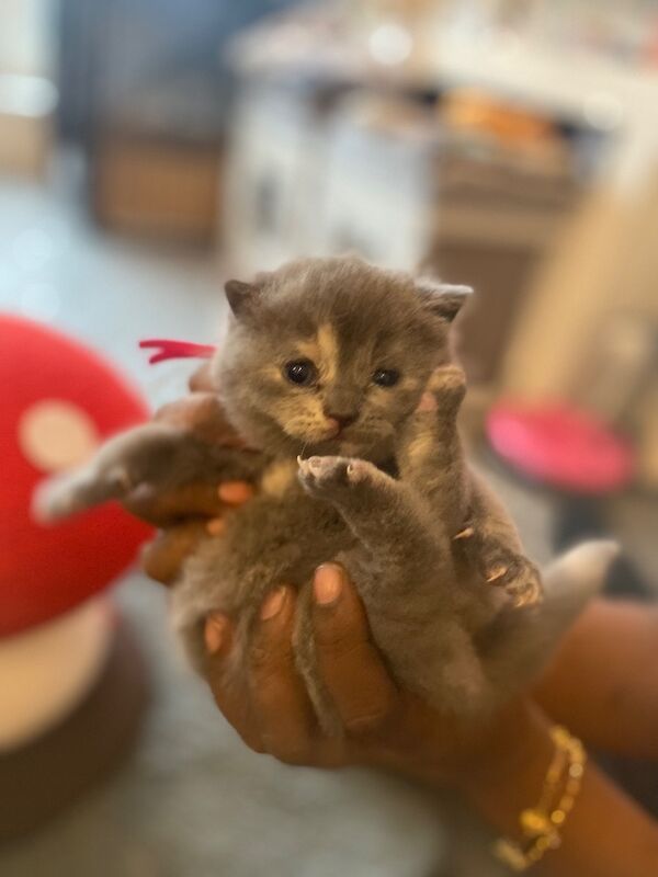 Beautiful scottish fold � british shorthair girls - Image 3 of 9